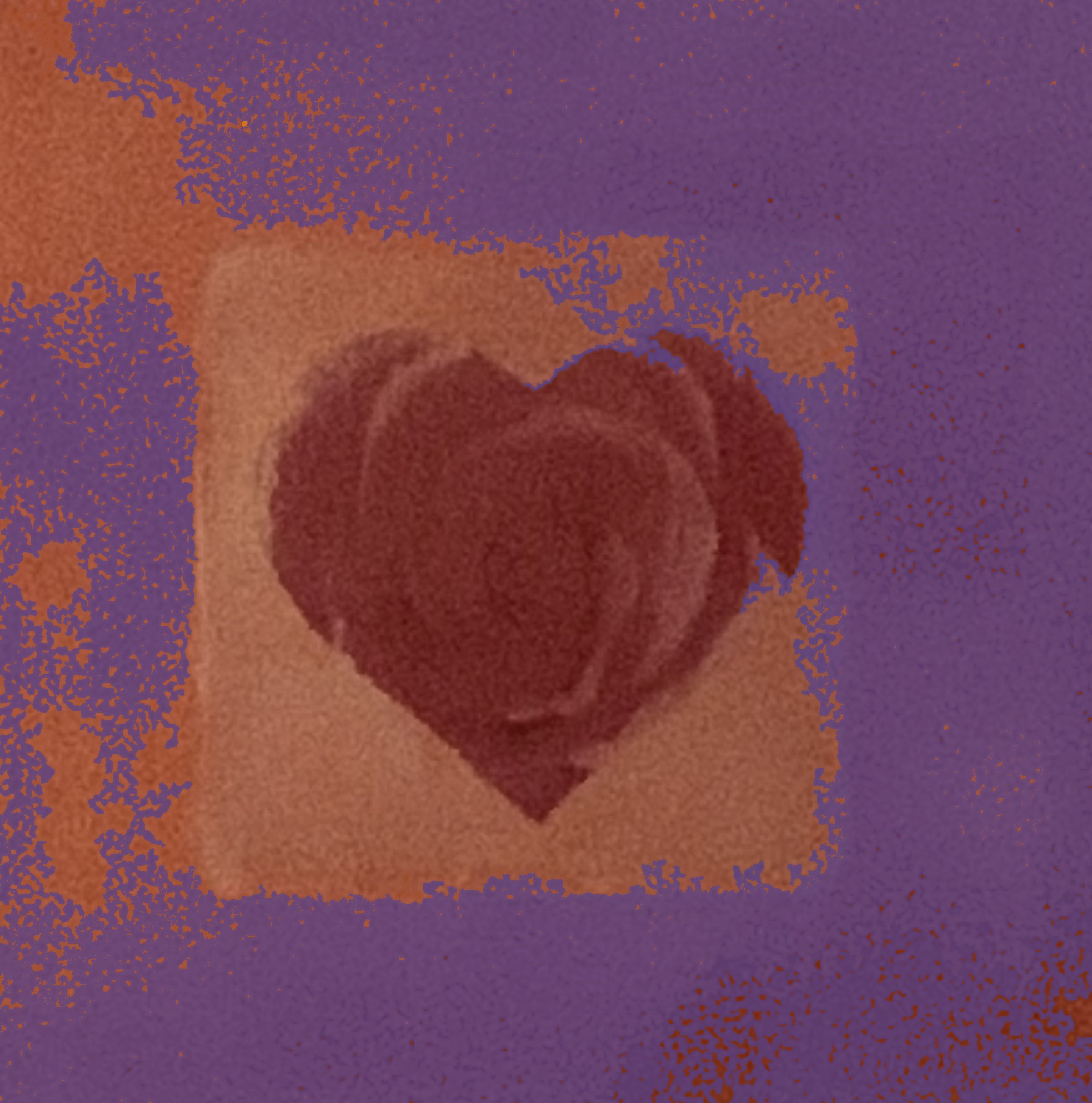 Heart: Rose S-052