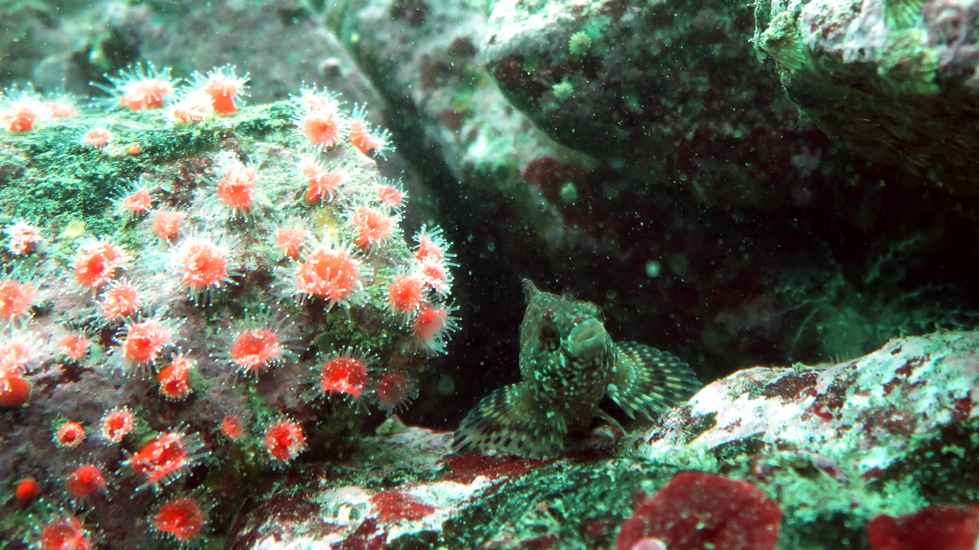 Coral & Rockfish