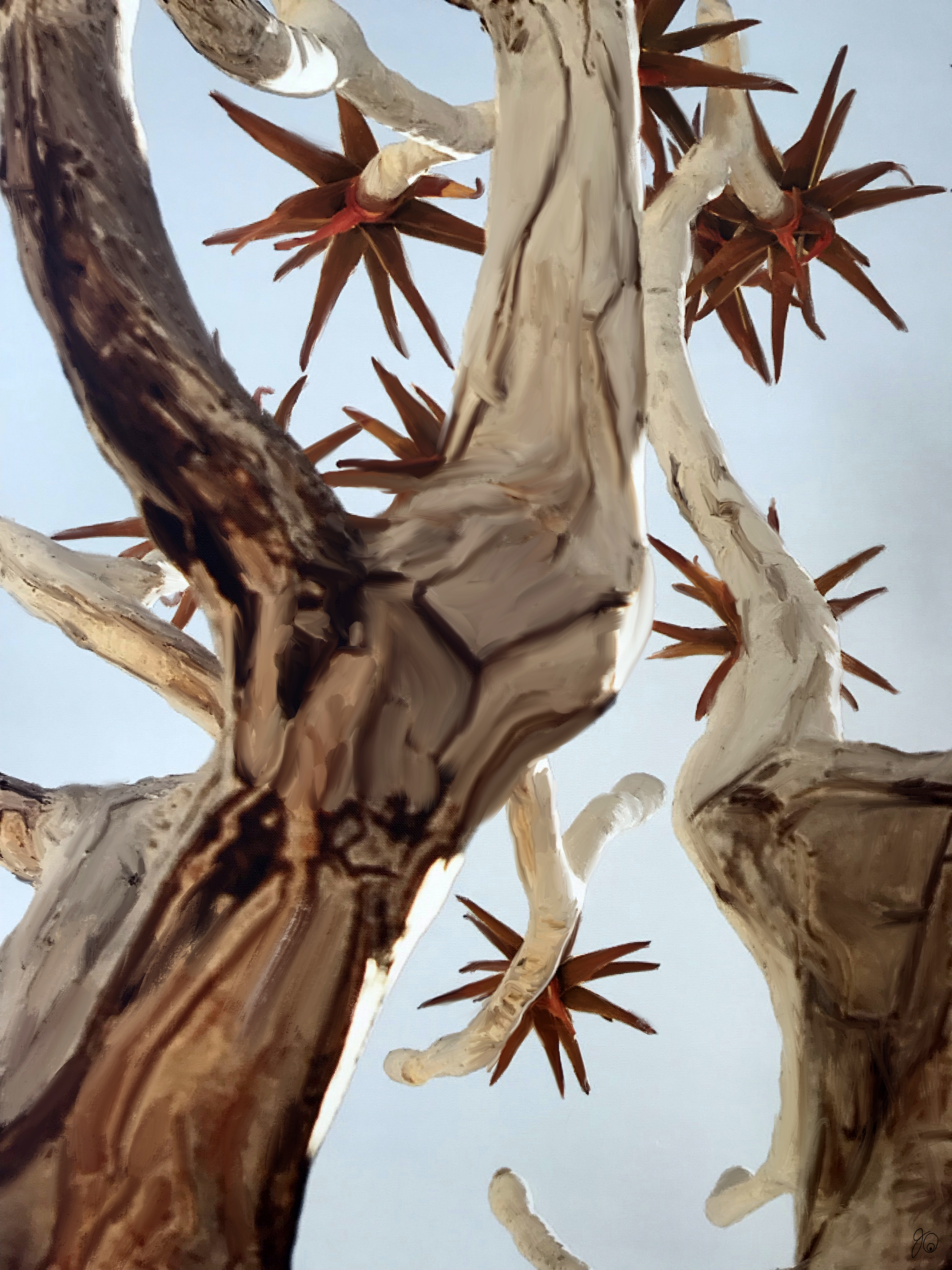 Namibian Kokerboom