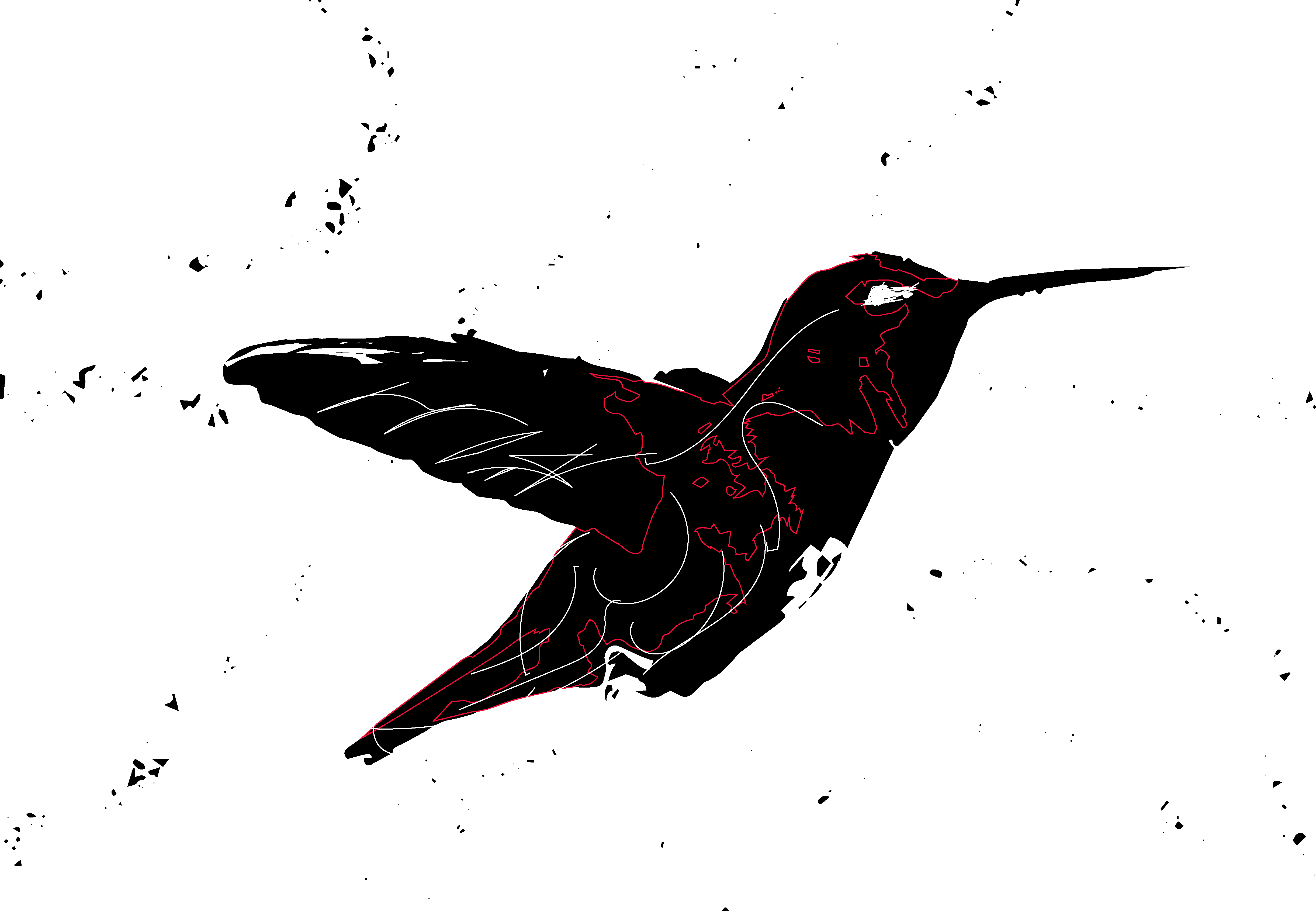 Black Hummingbird #1