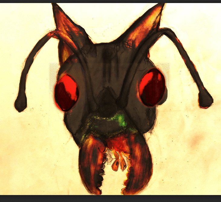 Cat Ant hybrid