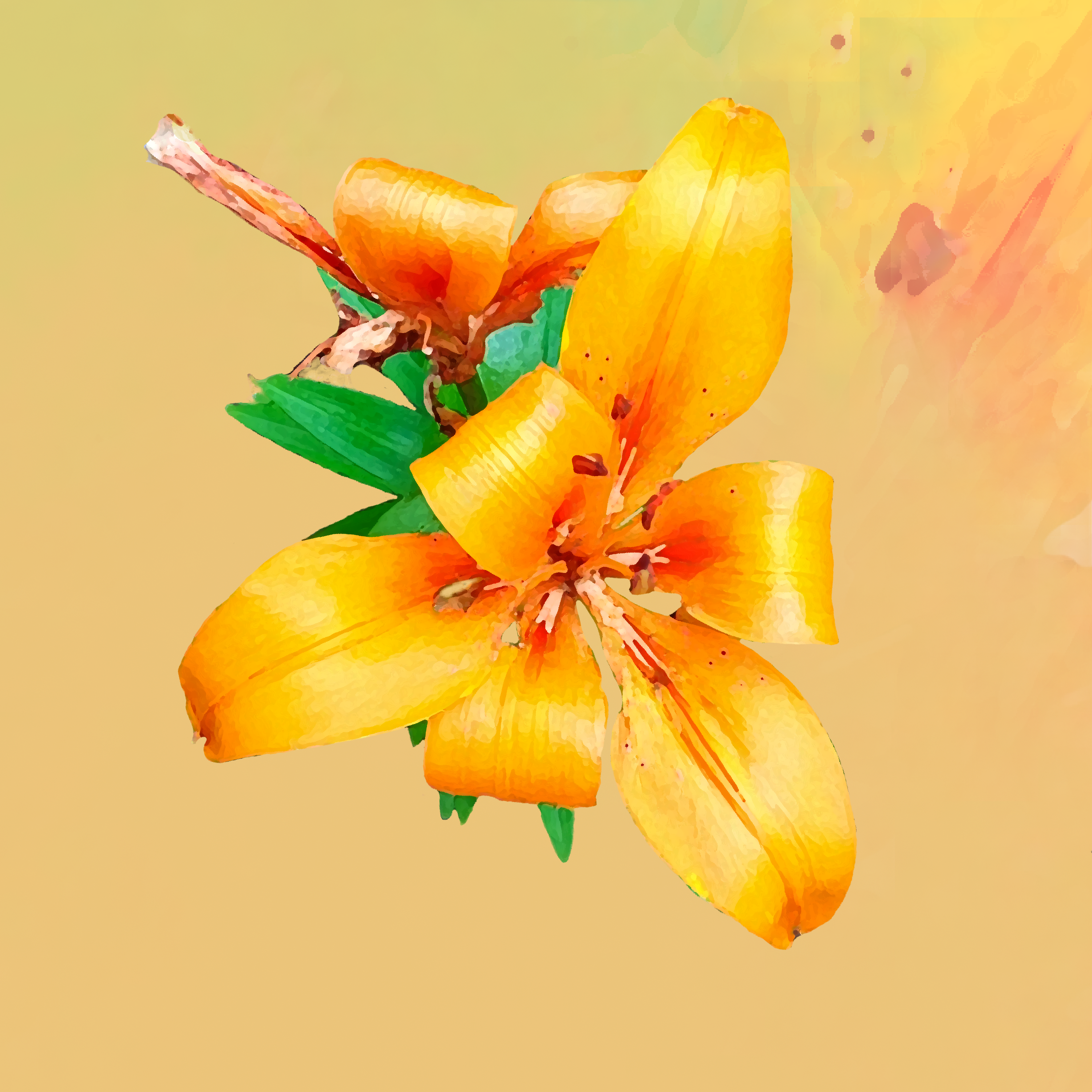 Orange Asian Lily