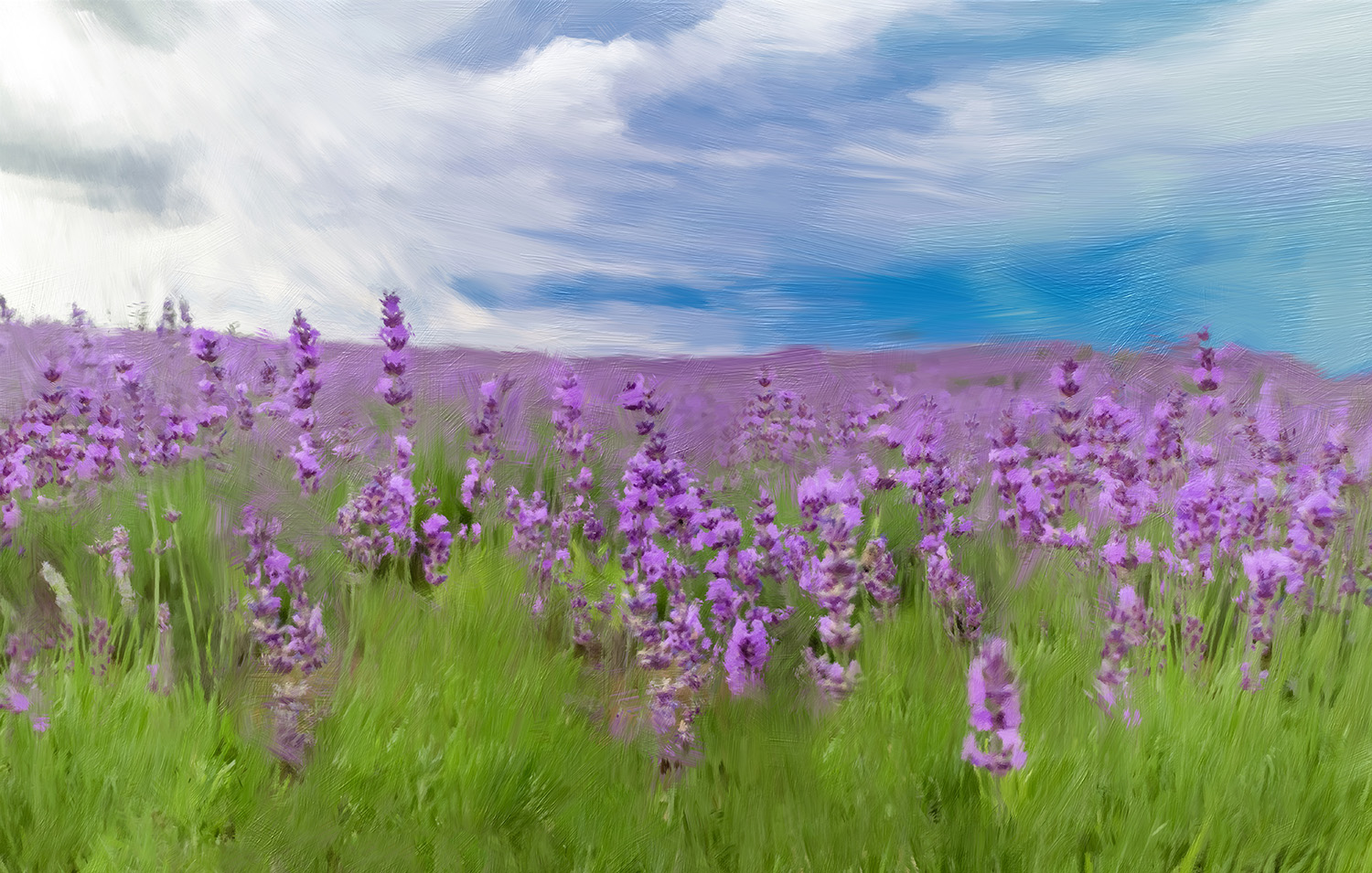 Blooming wild lavender