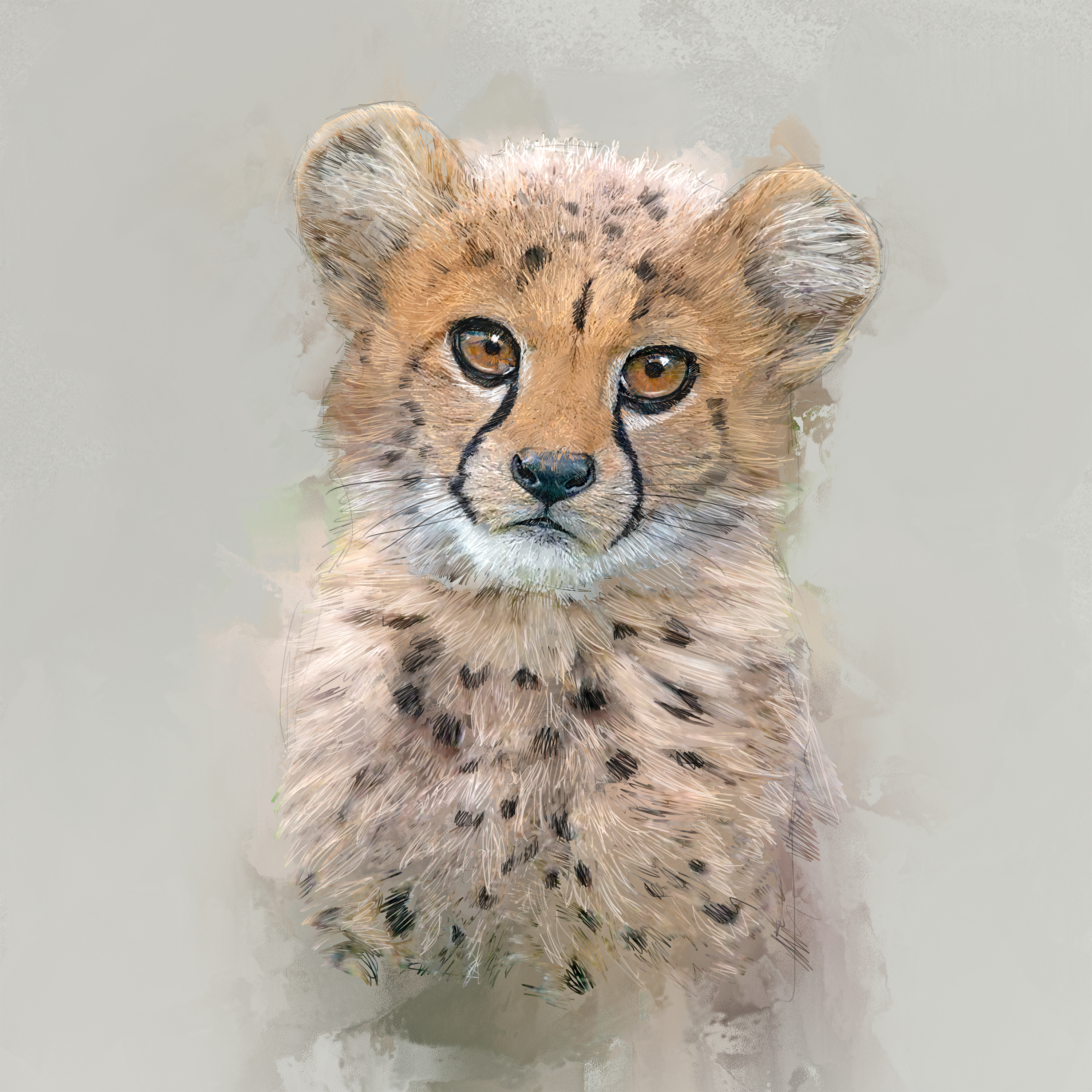 Solzoo Cheetah Cub