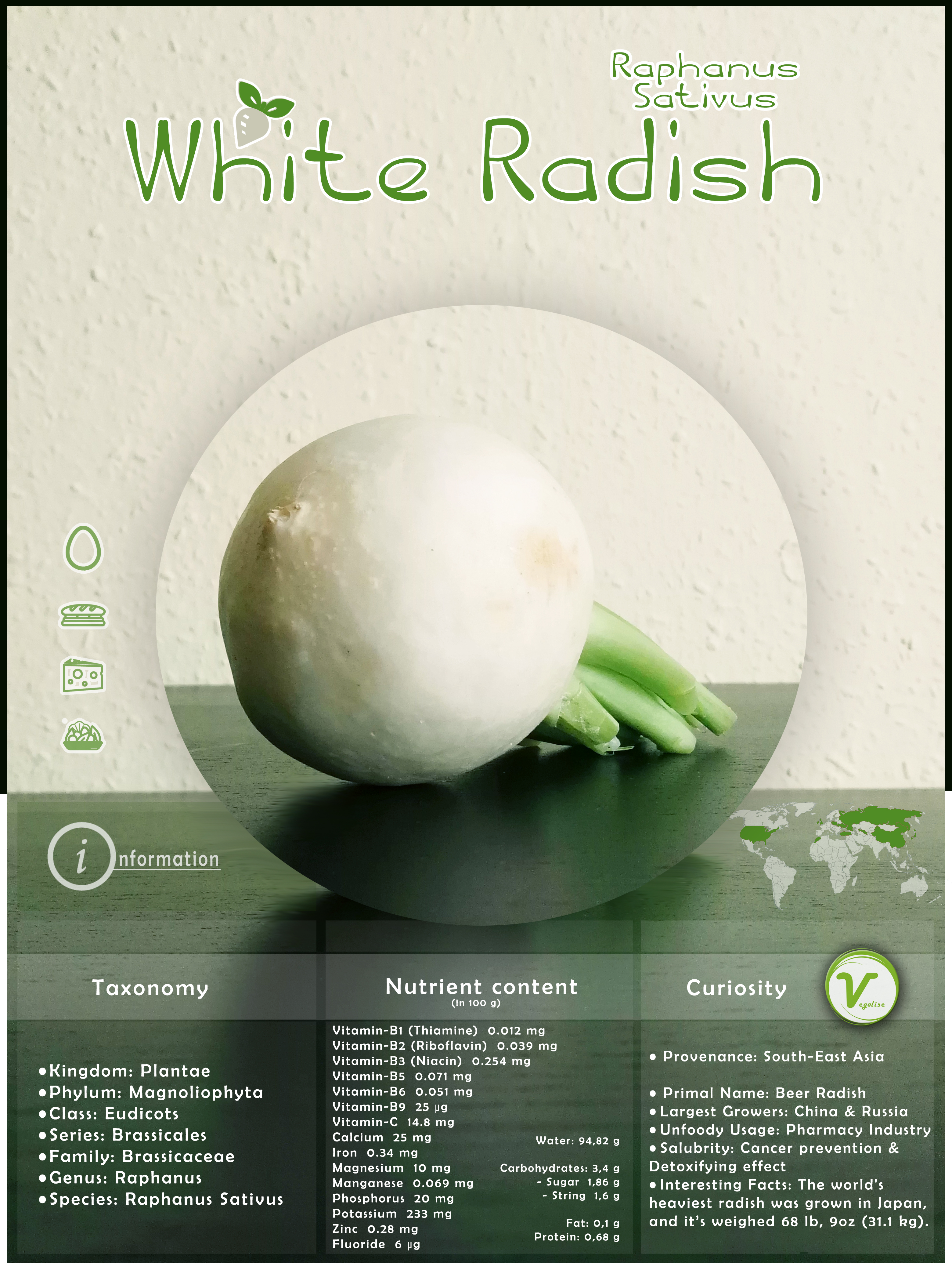 White Radish