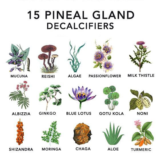 Pineal gland decalcifiers