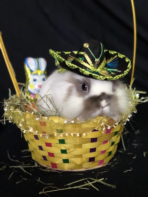 Fiesta Bunny