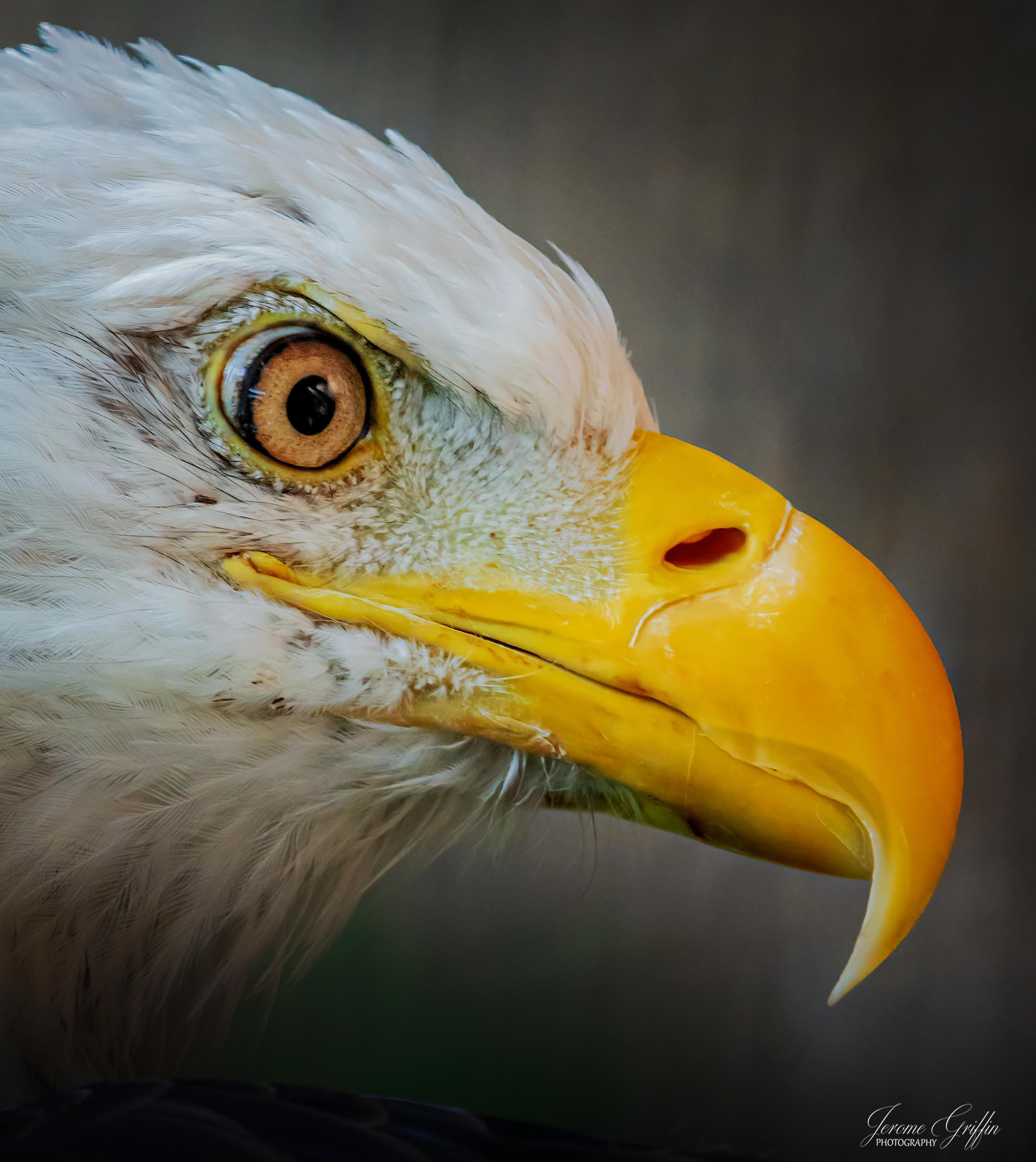Eagle Portrait 1