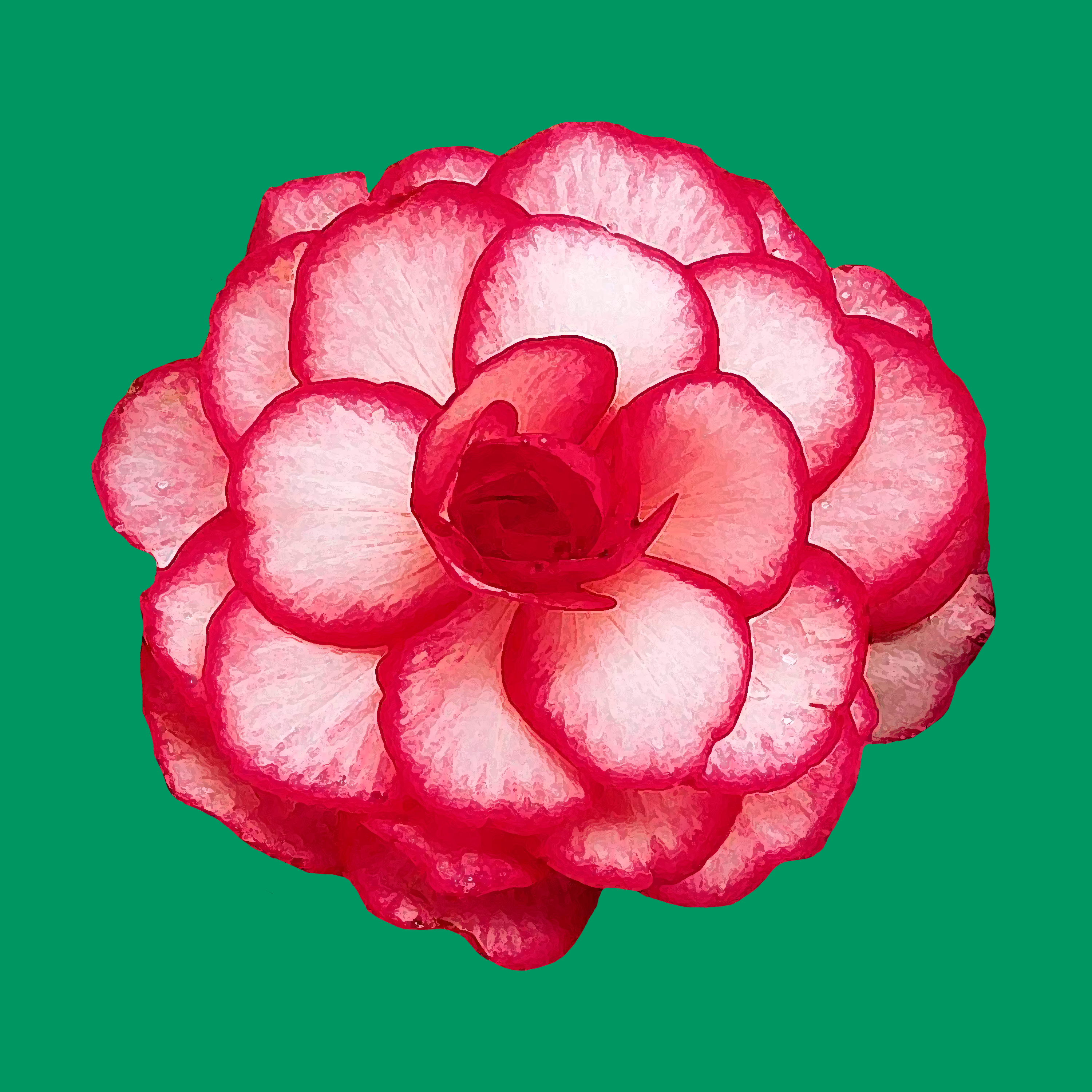 Begonia Bouton De Rose