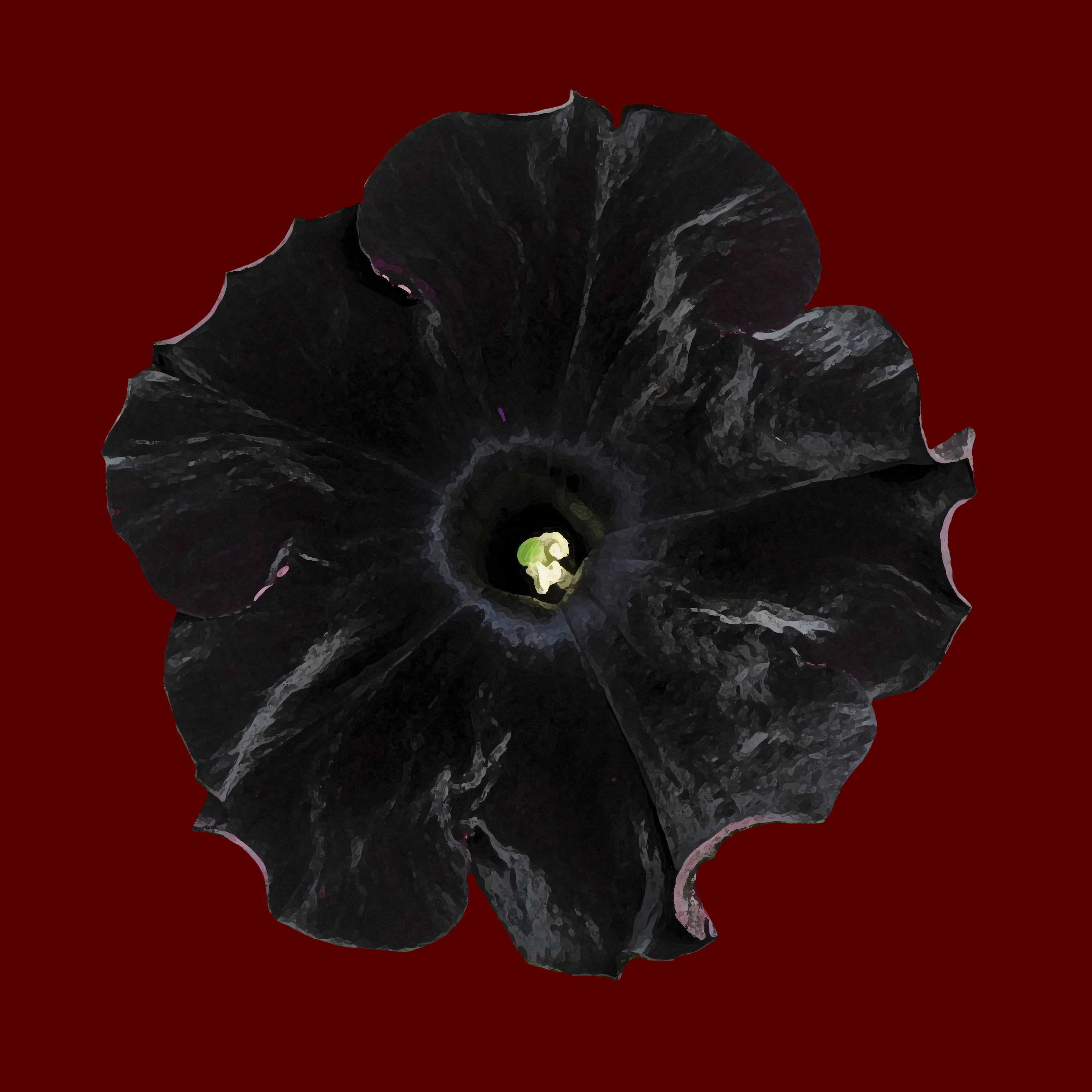 Petunia Black