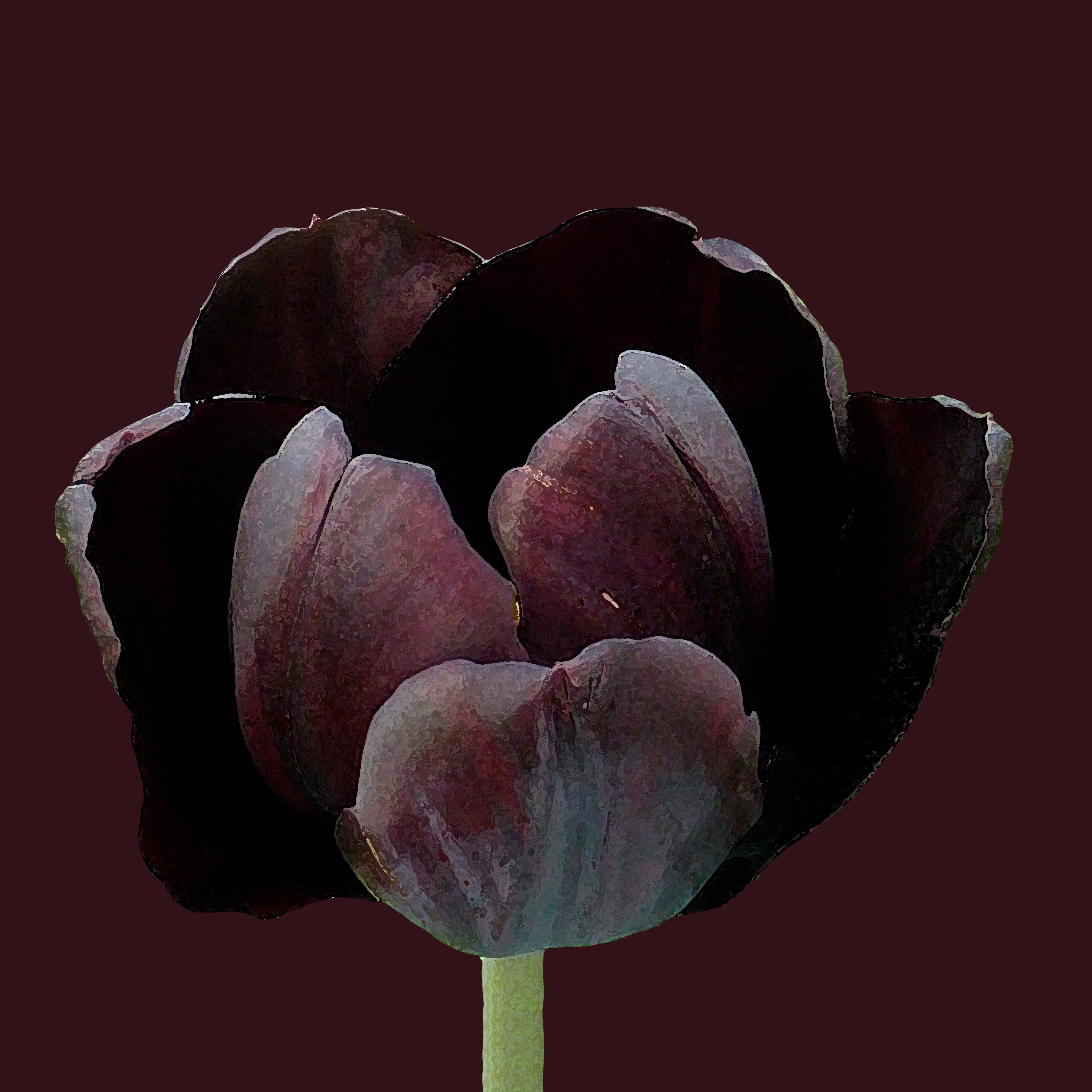 Tulip Black