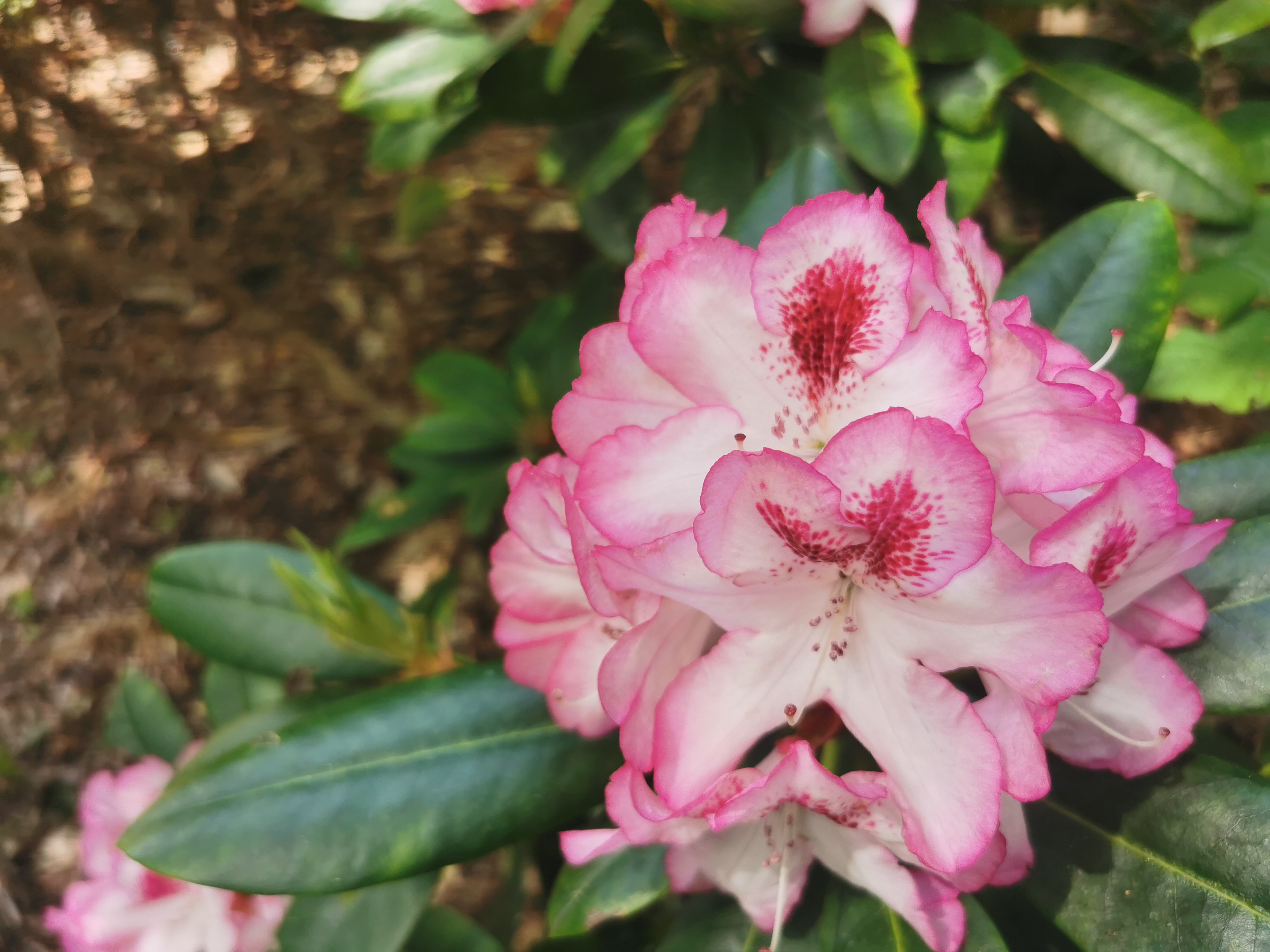 Rhododendron 7