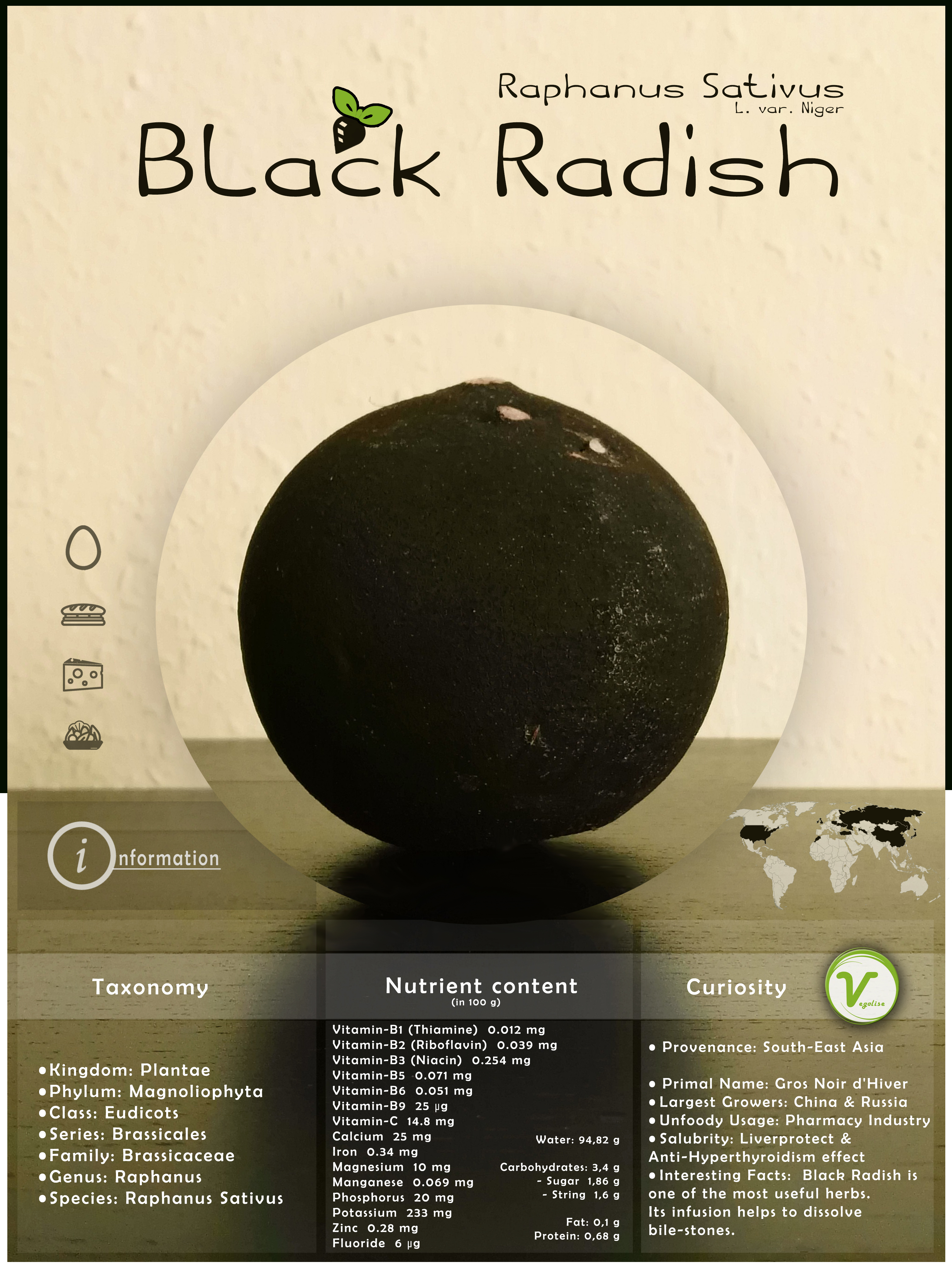 Black Radish