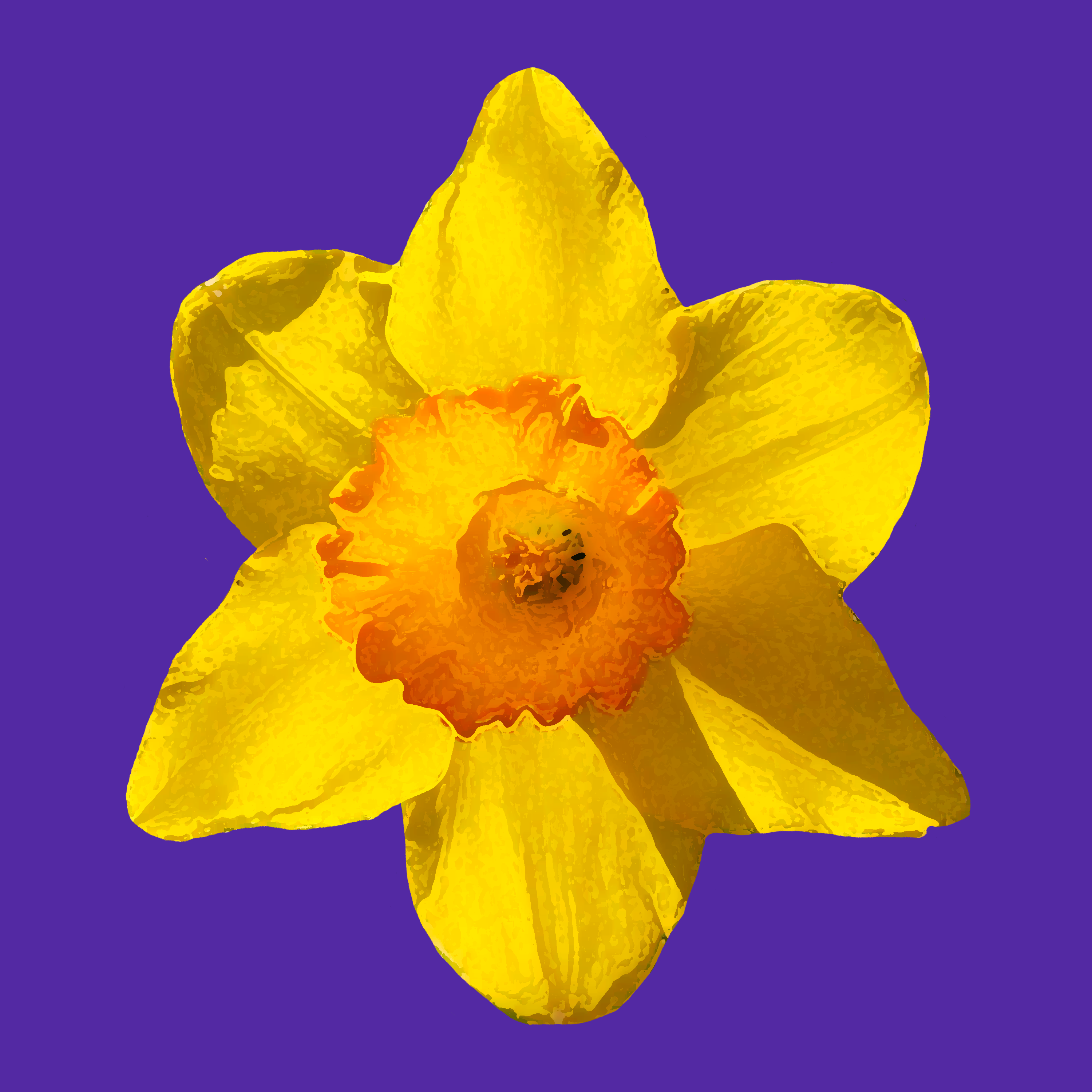 Daffodil Yellow