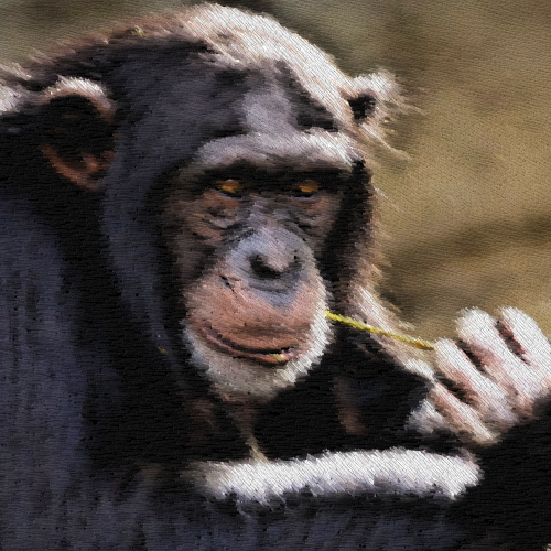 #001 Chimpanzee
