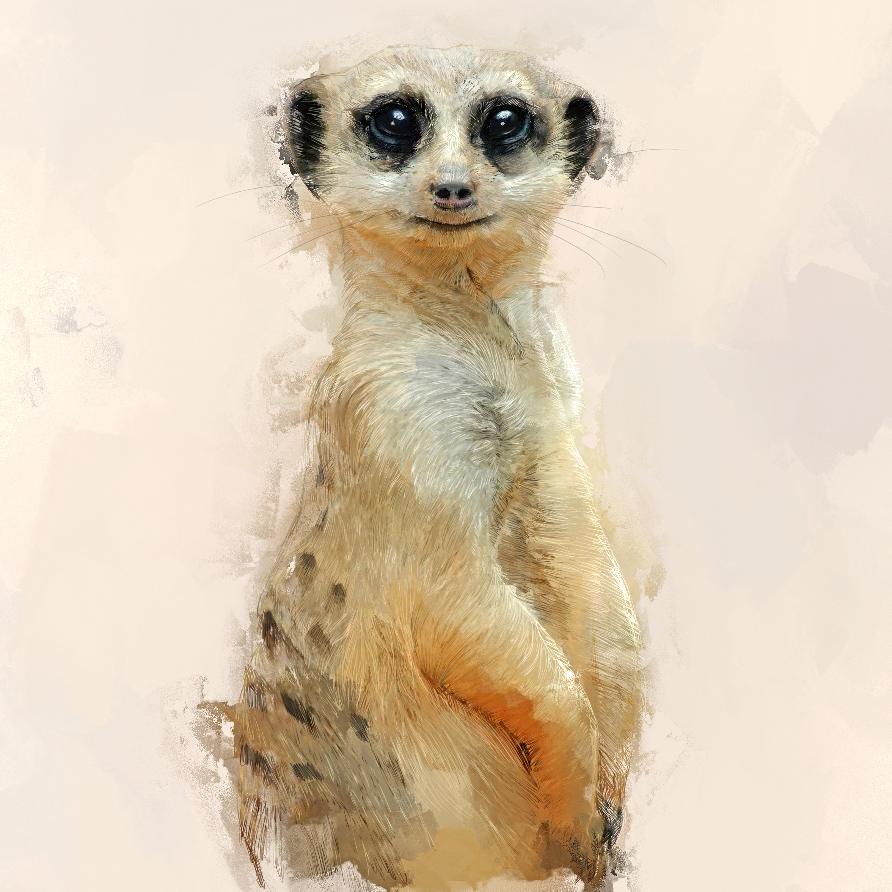 Solzoo Meerkat