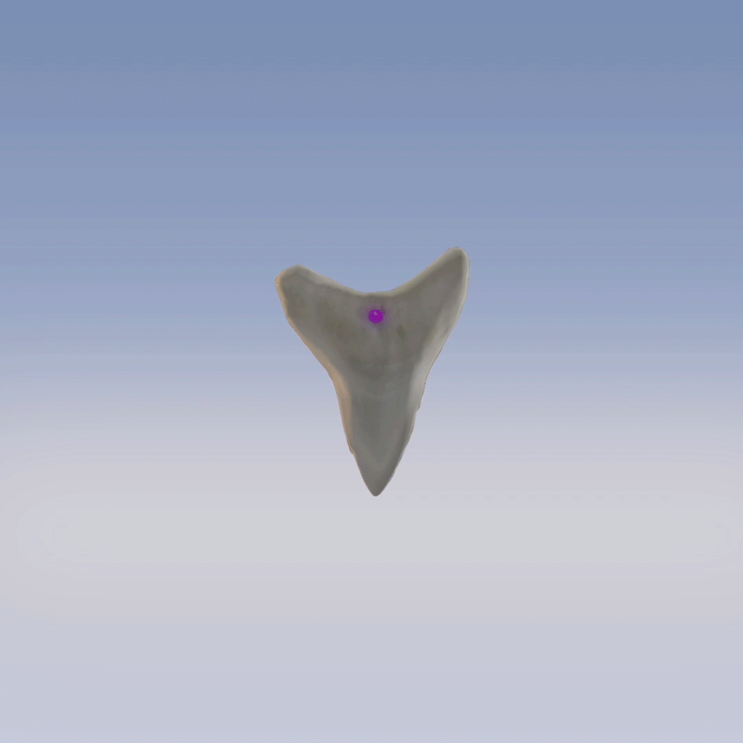 Megalodon Rogue Shark Tooth