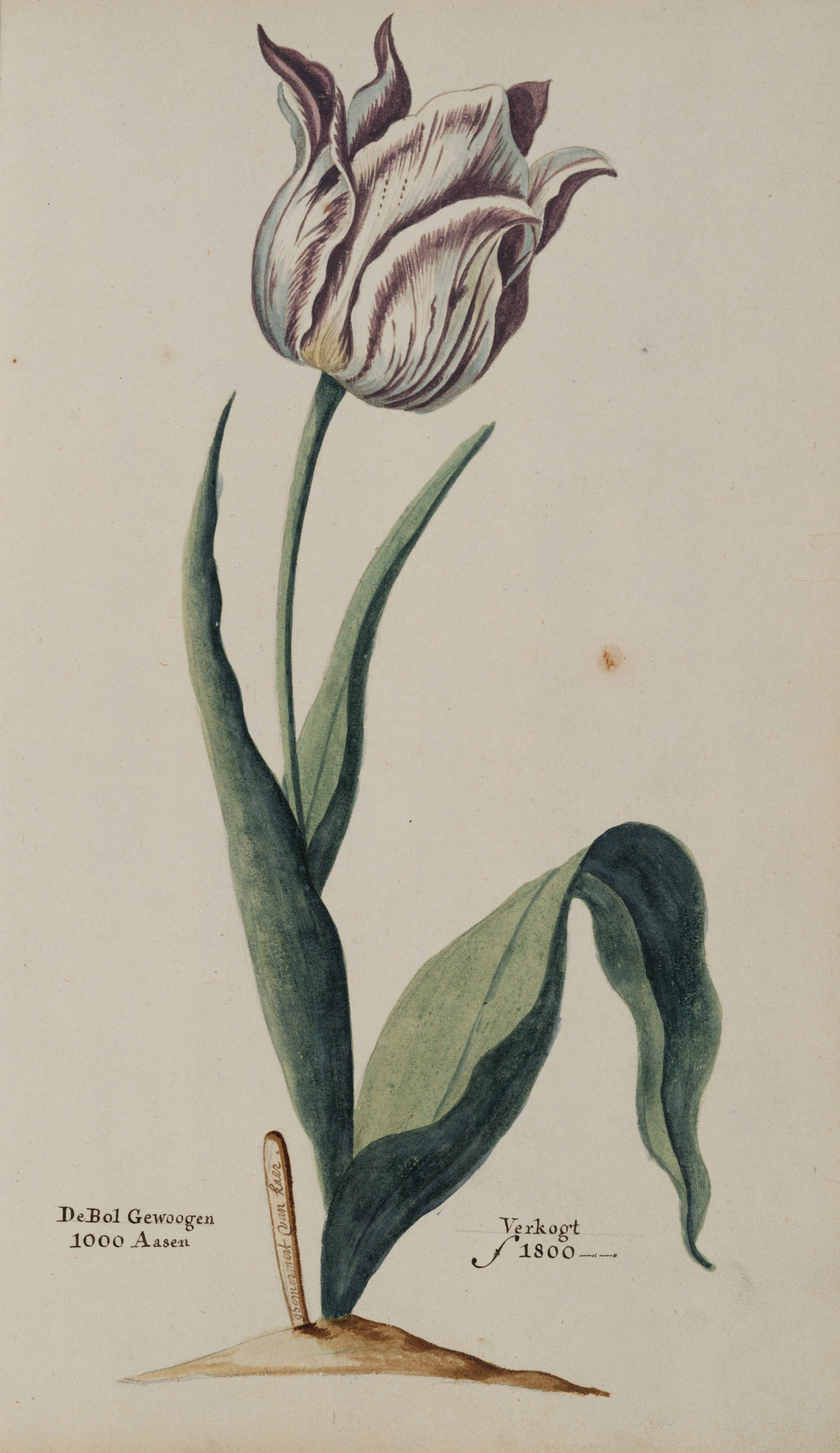 Tulipa 359
