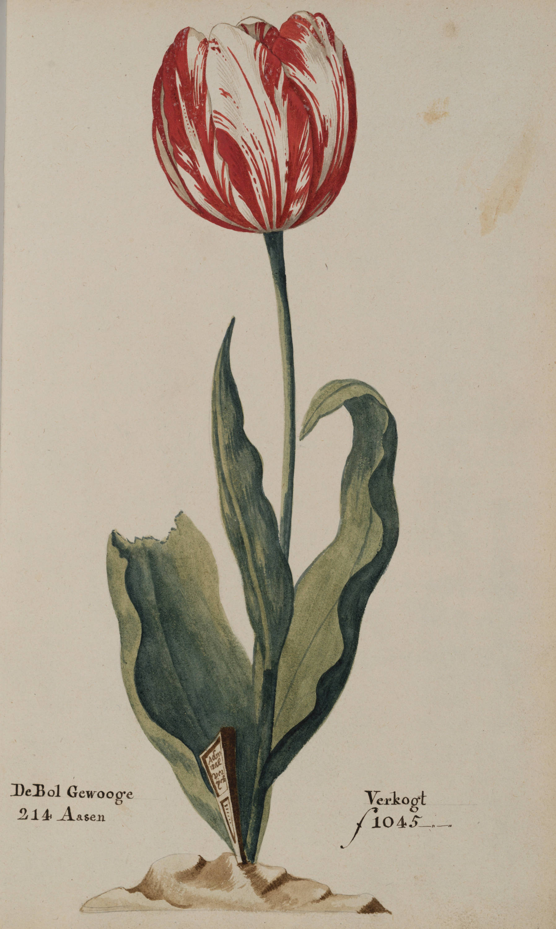 Tulipa 312