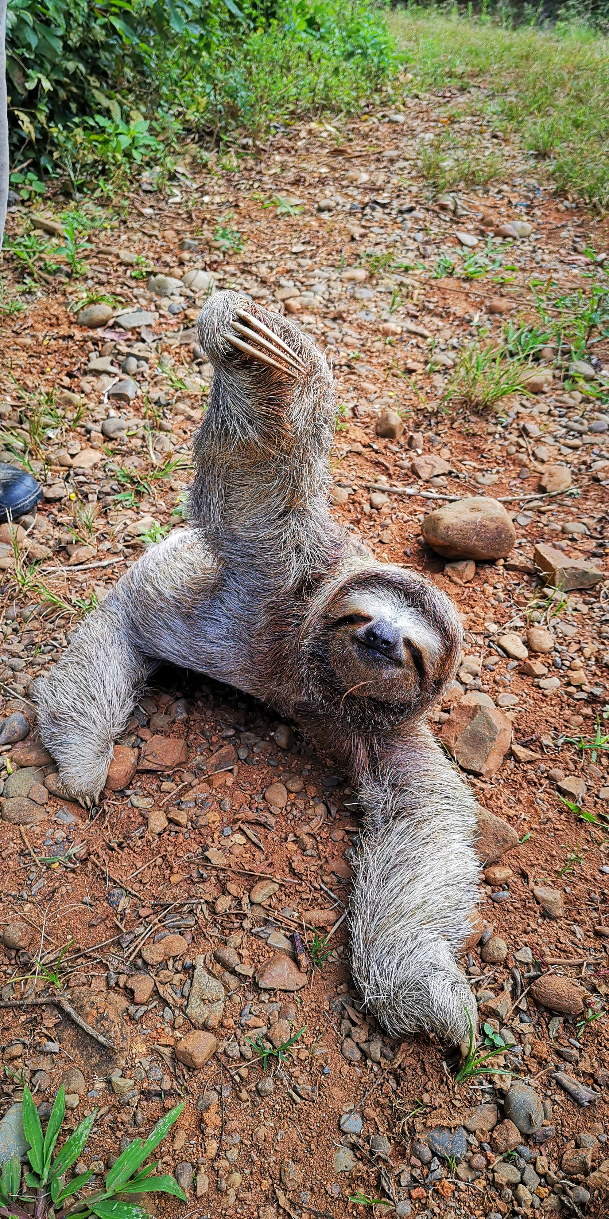 Beautiful sloth in the field
