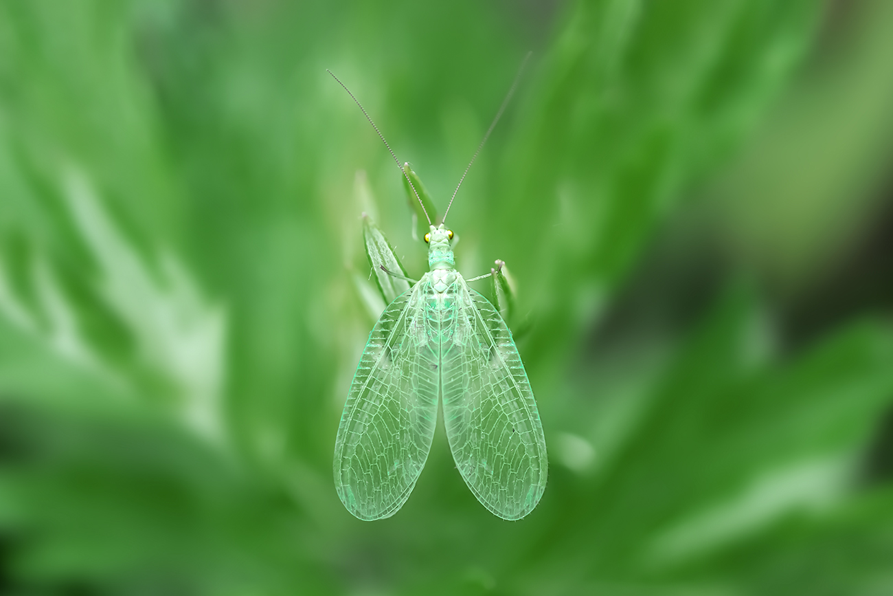 Green lacewing - useful insect