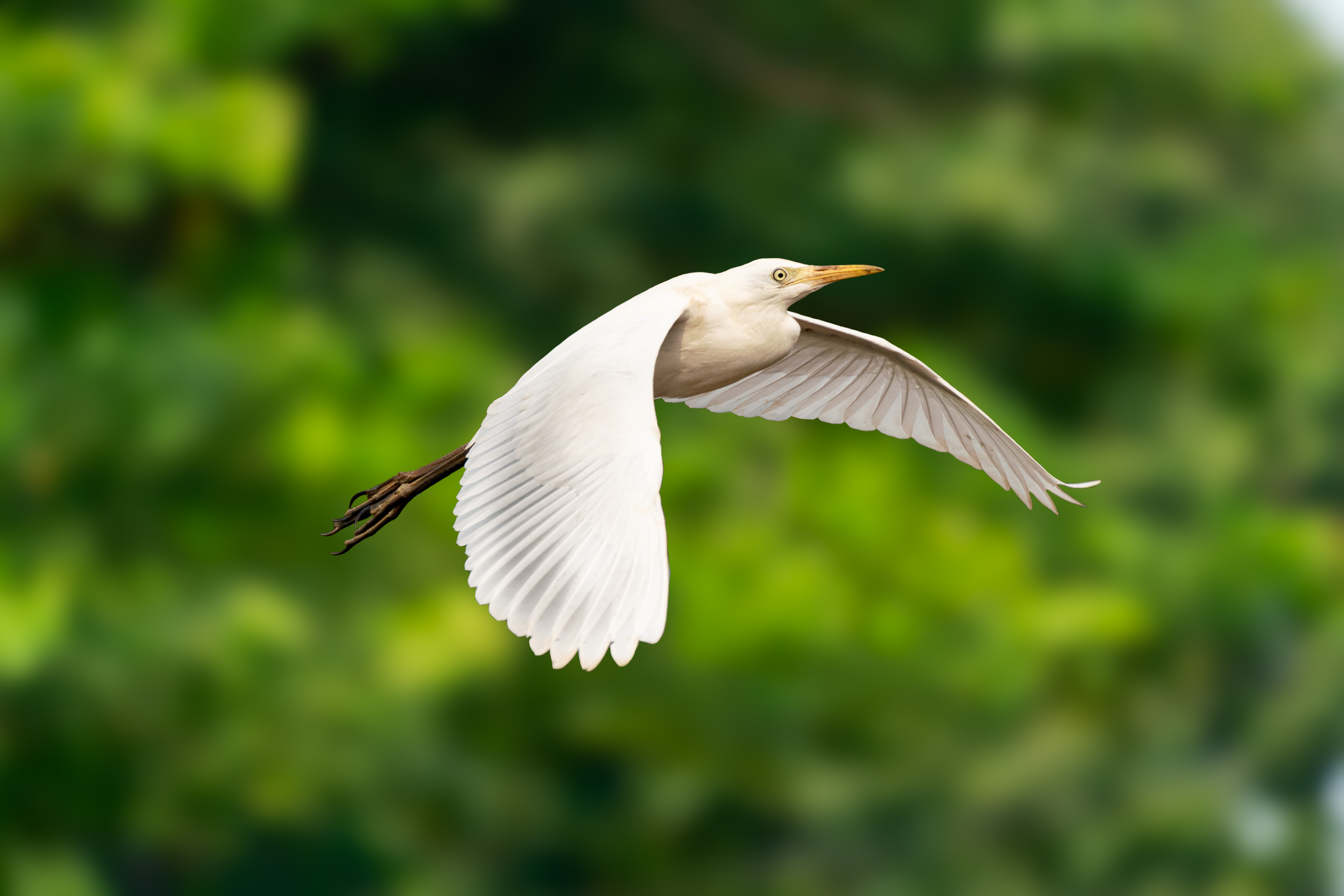 Baby Egret in flight