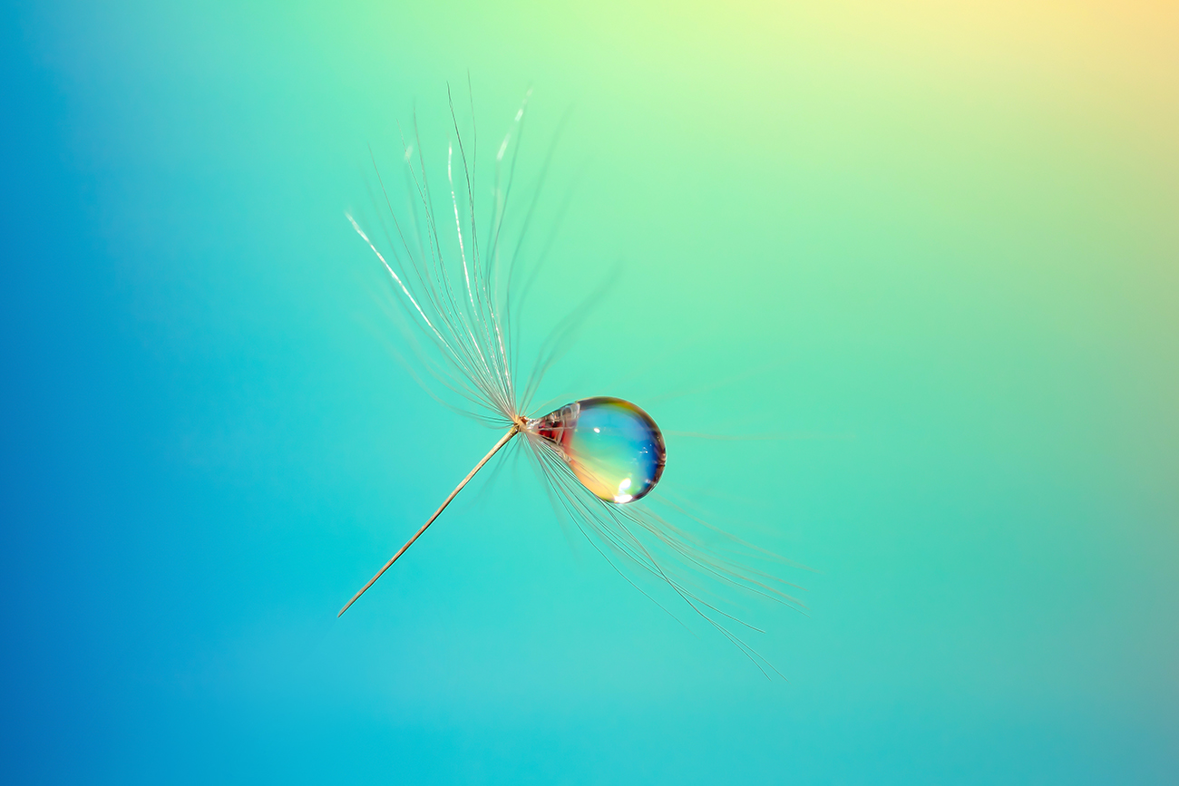 A drop of dew on a dandelion