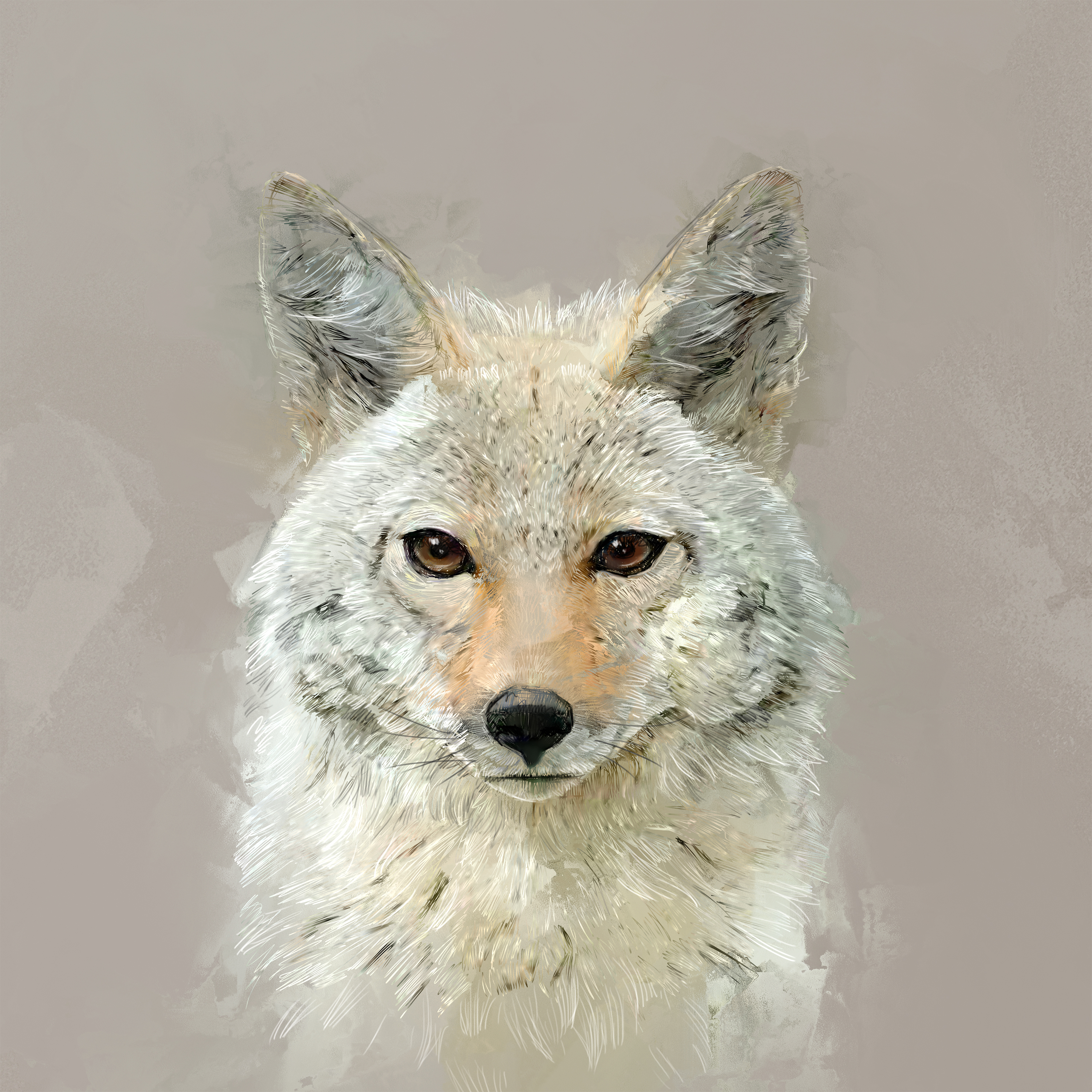 Solzoo Coyote