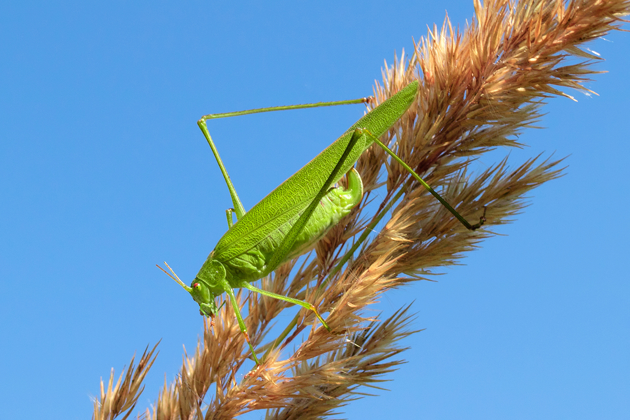 Young female green grasshopper