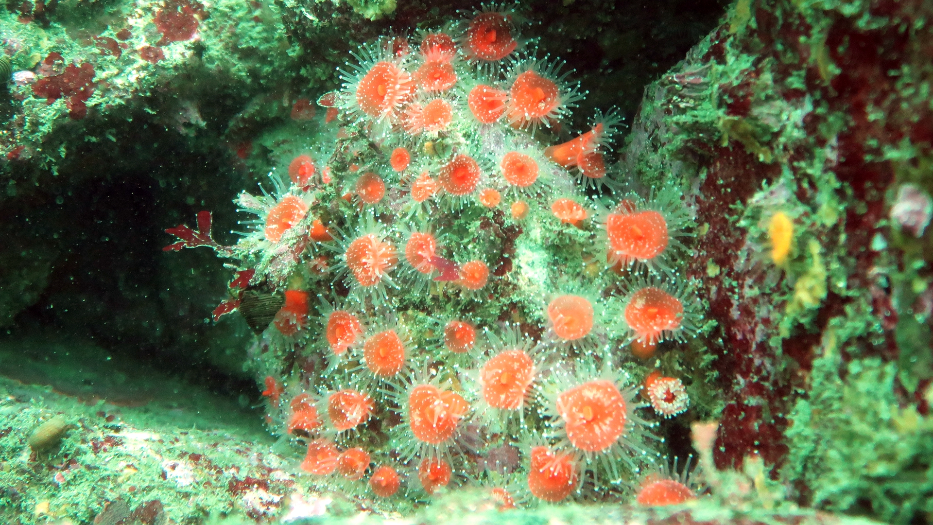 Mini Coral