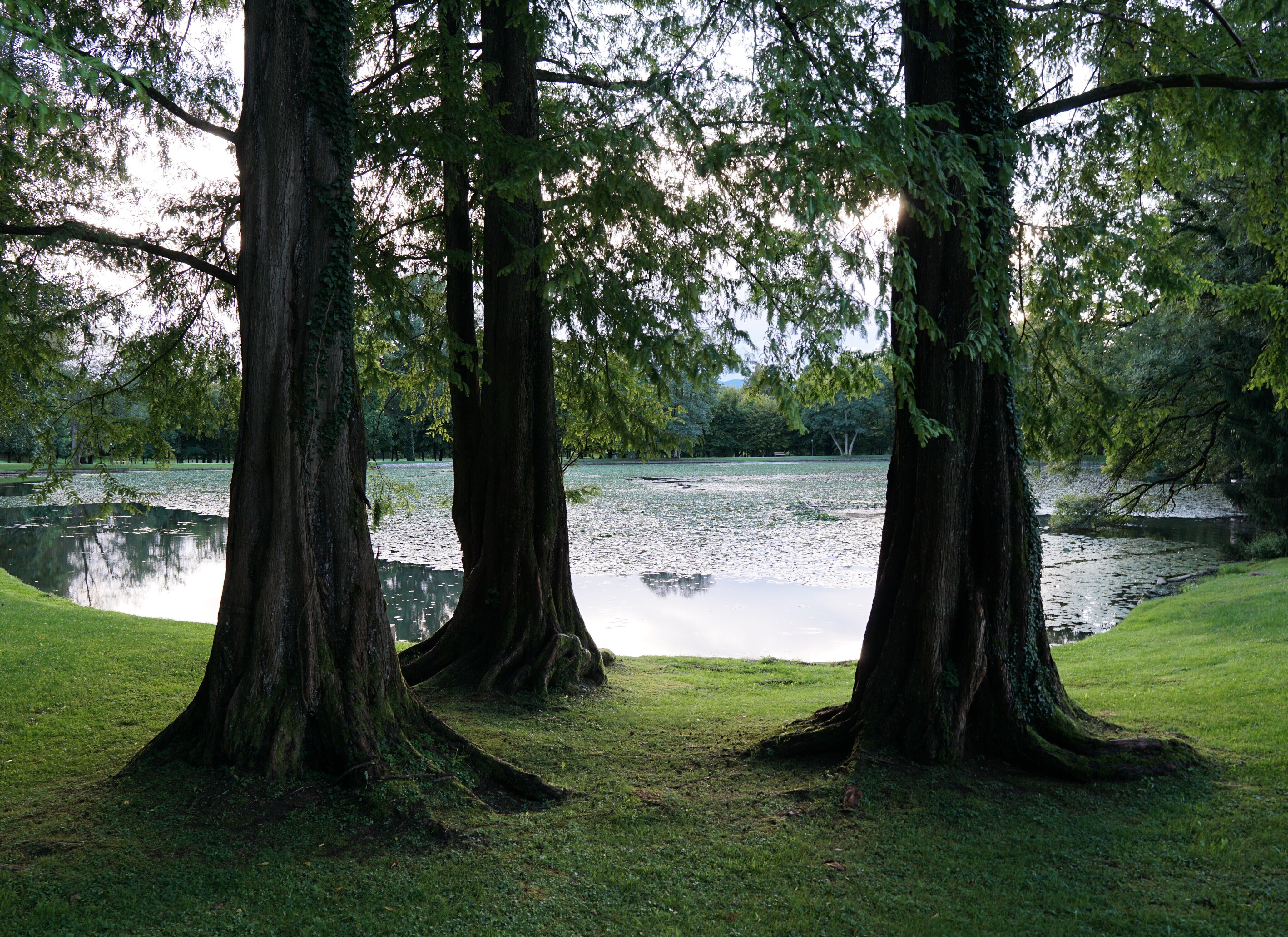 Spiritual lake trees