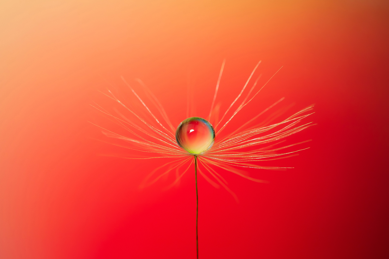 A drop of dew on a dandelion