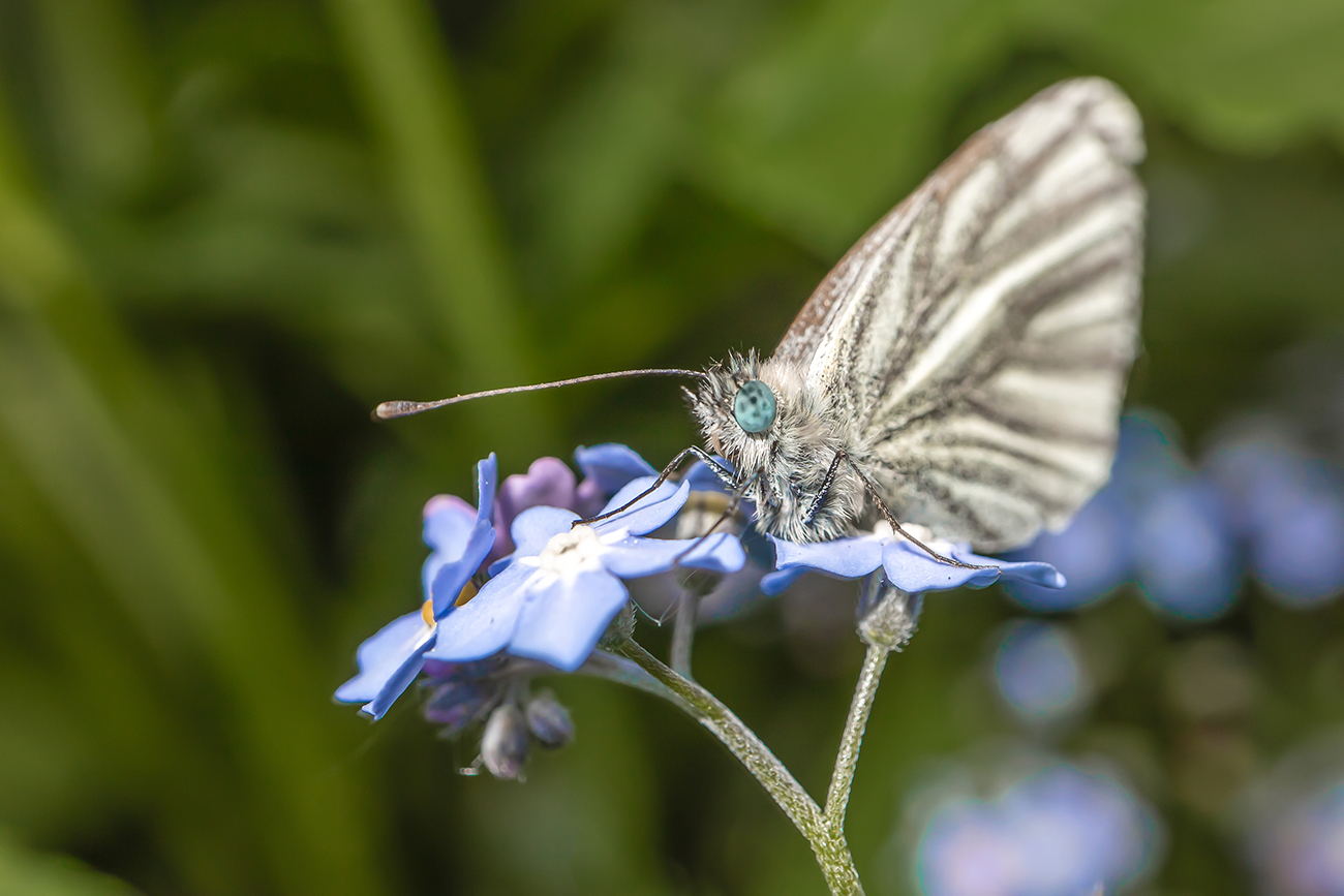 Blue-eyed hawthorn butterfly