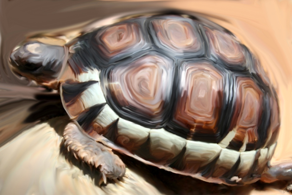 Sedgefield Tortoise
