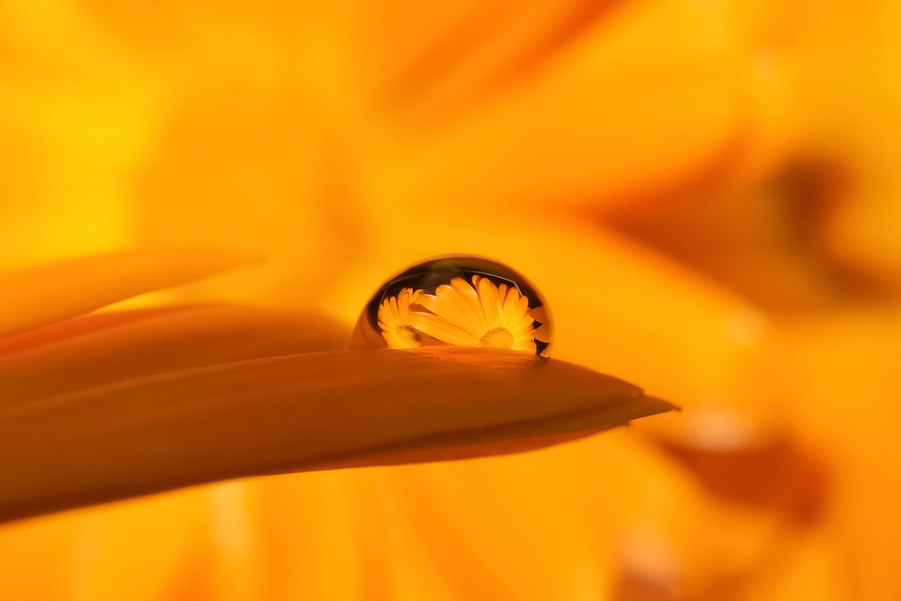Drop of dew on a calendula petal