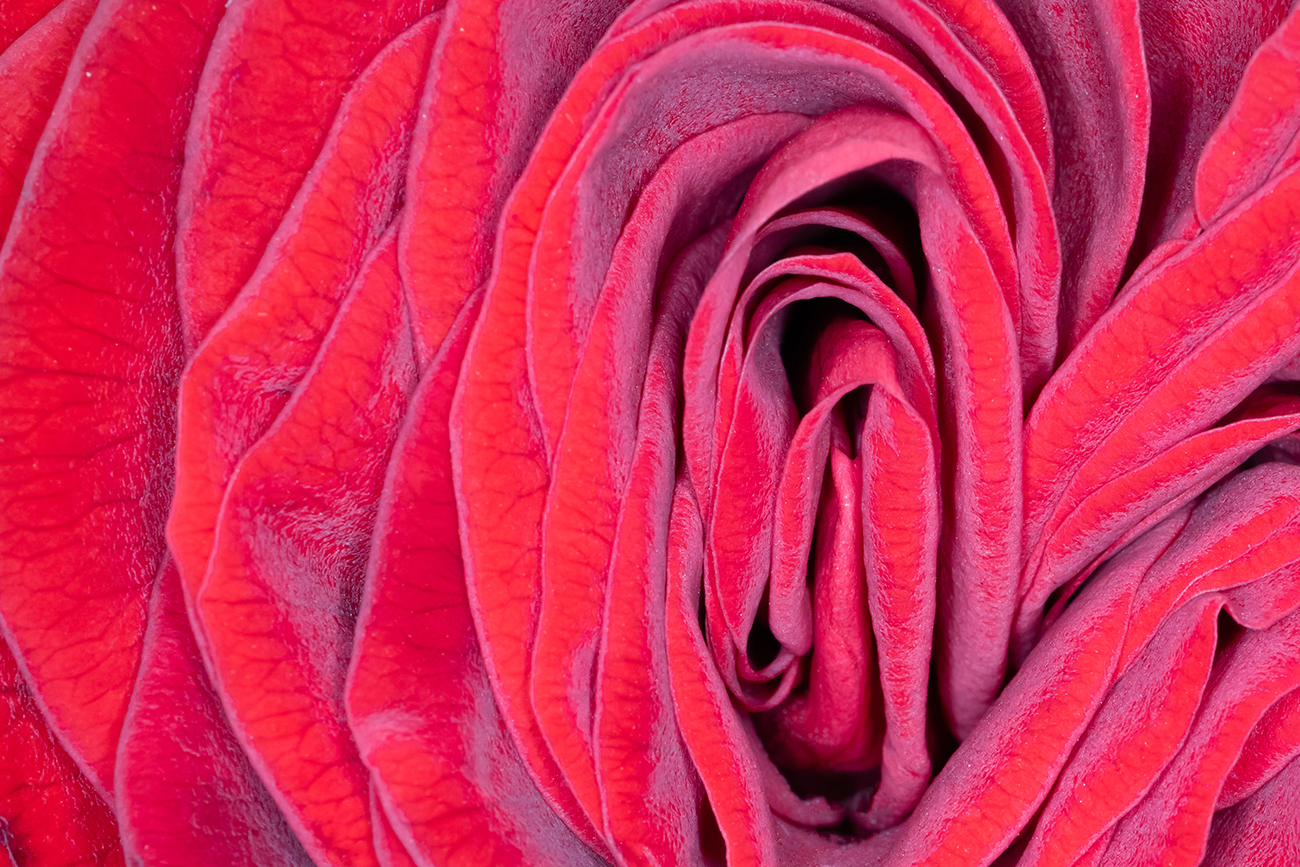 Petals of a bright scarlet rose