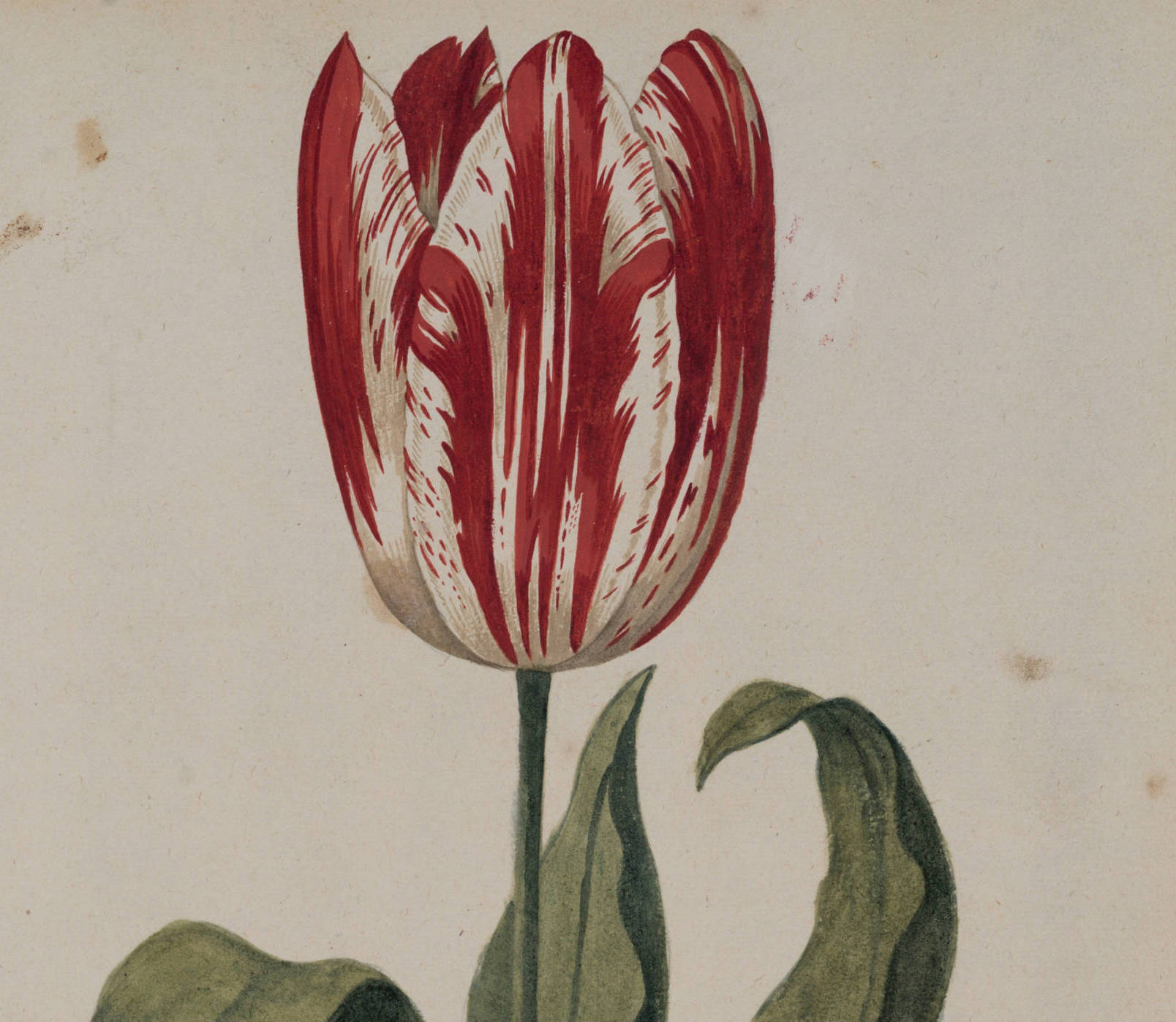 Tulipa 317