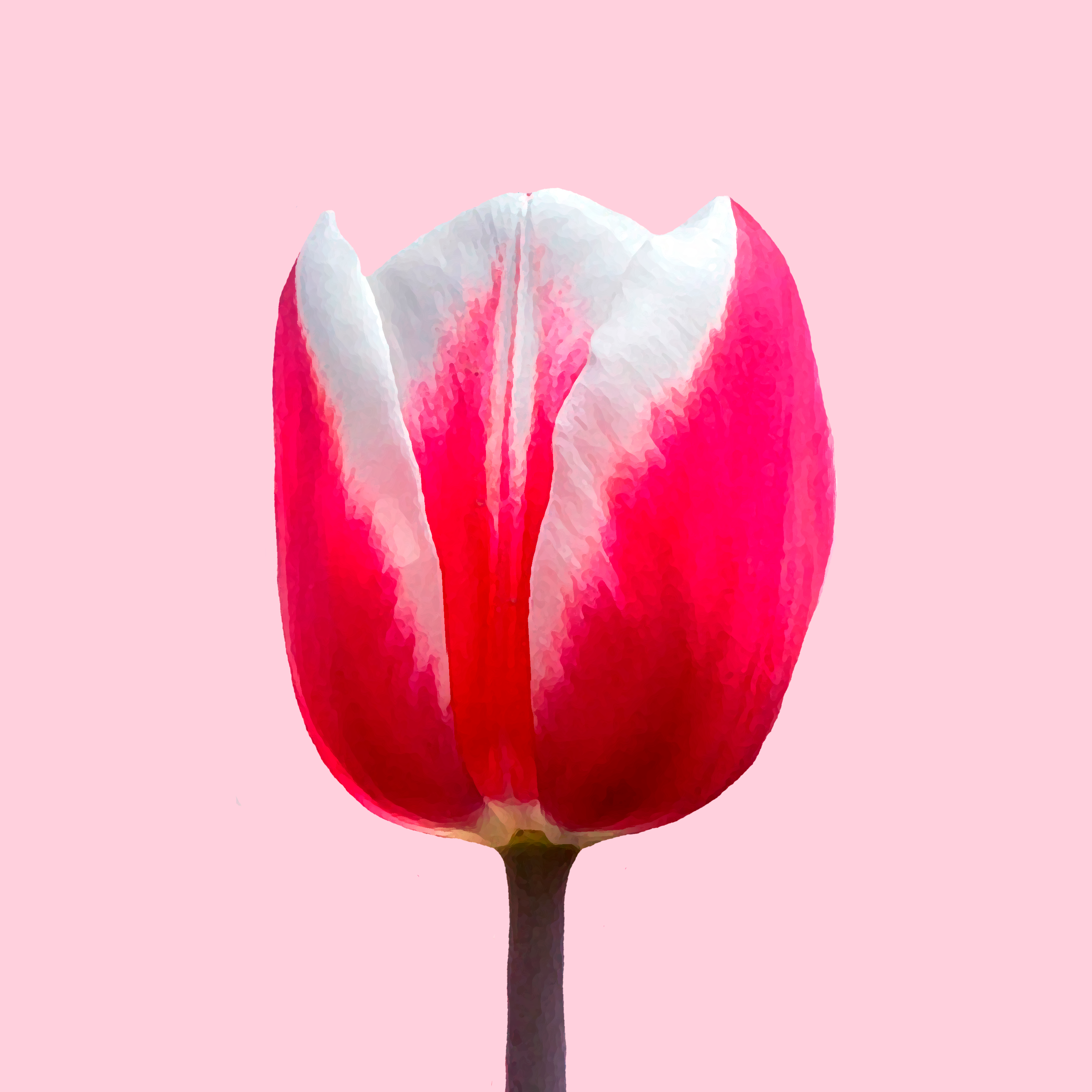 Tulip Spring Surprise