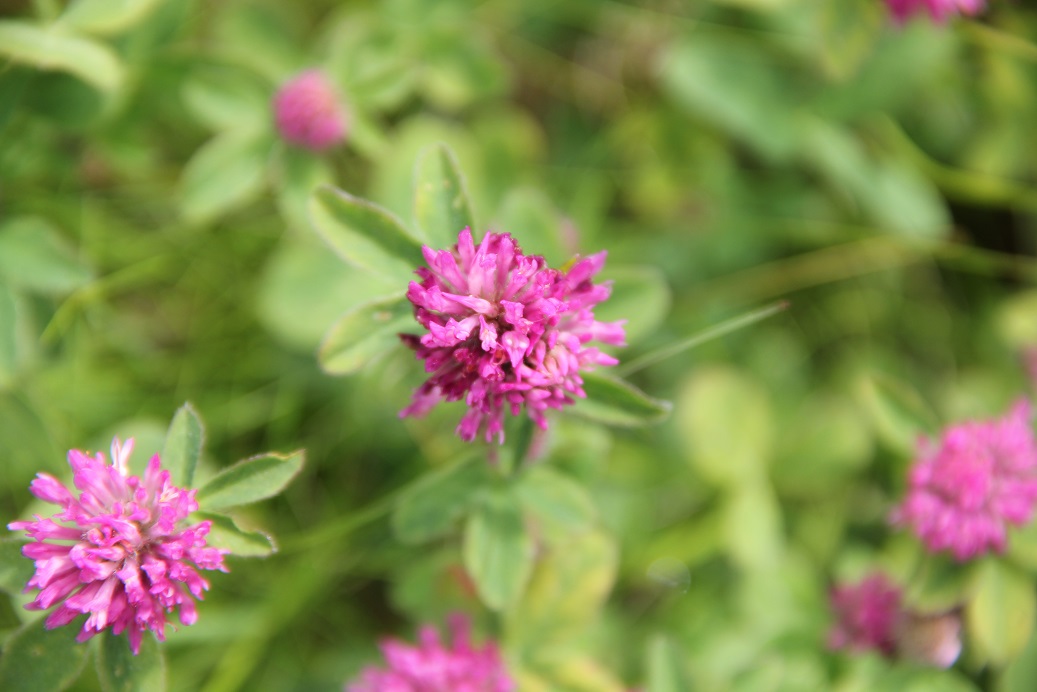 Red clover 1